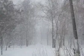 白纱帷幔的韦楚格