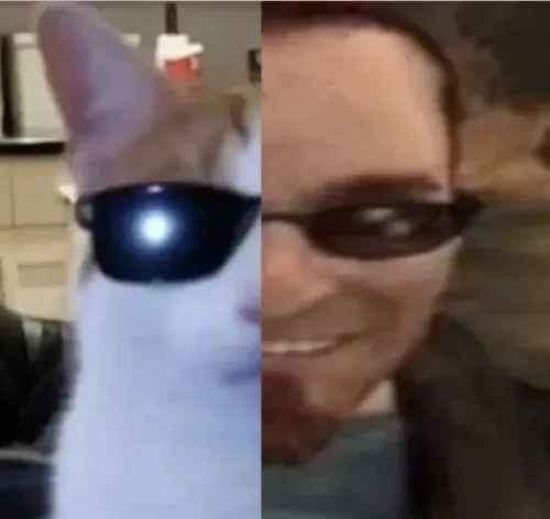 邮差猫