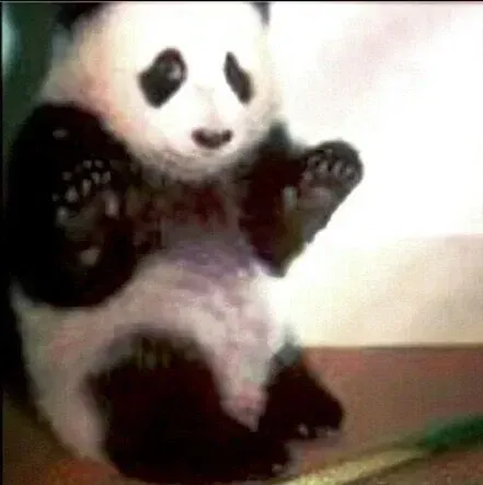 陶陶 - 我的熊猫饲养员