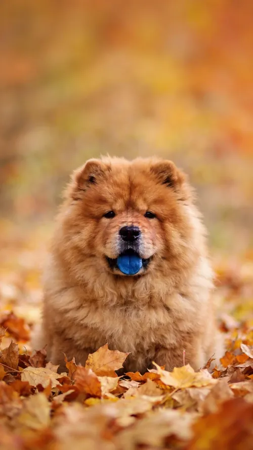 熊熊（松狮犬）