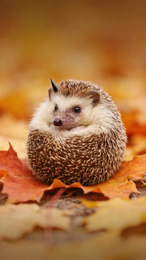 Maple the Hedgehog