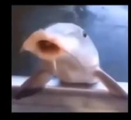 Fih