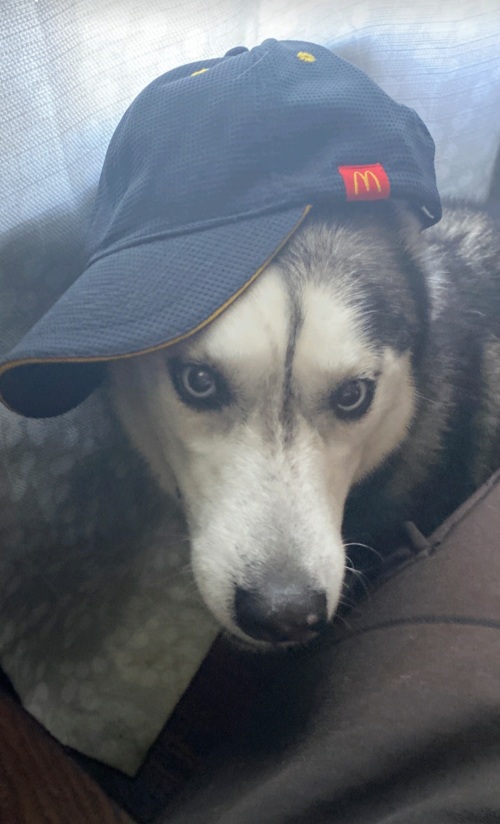 퍼피